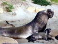 Northern Elephant Seal