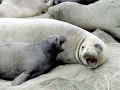 Northern Elephant Seal