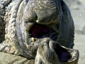 Northern Elephant Seal