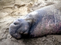 Northern Elephant Seal