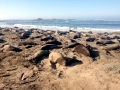 Northern Elephant Seal