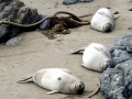 Northern Elephant Seal
