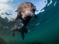 Northern Fur Seal
