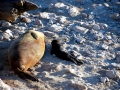 Northern Fur Seal