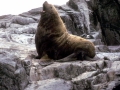 Northern Fur Seal