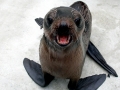 Northern Fur Seal