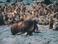 Northern Fur Seal
