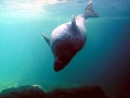 Northern Fur Seal