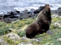 Northern Fur Seal