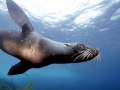 Northern Fur Seal