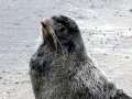 Northern Fur Seal