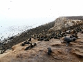 Northern Fur Seal