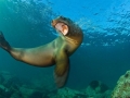 Northern Fur Seal