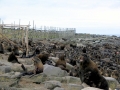 Northern Fur Seal