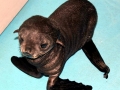 Northern Fur Seal