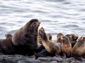 Northern Fur Seal