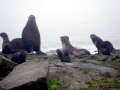 Northern Fur Seal
