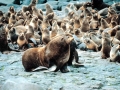 Northern Fur Seal