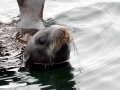 Northern Fur Seal