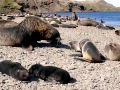 Northern Fur Seal
