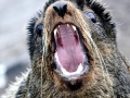 Northern Fur Seal