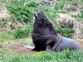 Northern Fur Seal
