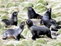 Northern Fur Seal