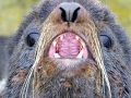 Northern Fur Seal