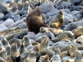 Northern Fur Seal