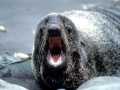 Northern Fur Seal