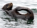 Northern Fur Seal
