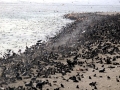 Northern Fur Seal