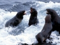 Northern Fur Seal