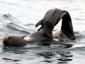 Northern Fur Seal