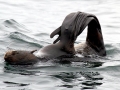 Northern Fur Seal
