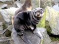 Northern Fur Seal