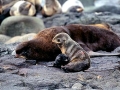 Northern Fur Seal
