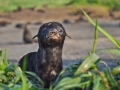 Northern Fur Seal