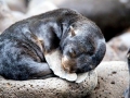 Northern Fur Seal