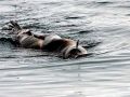 Northern Fur Seal