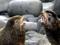 Northern Fur Seal