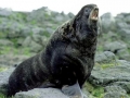 Northern Fur Seal