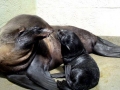 Northern Fur Seal