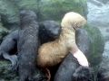 Northern Fur Seal