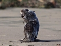 Northern Fur Seal