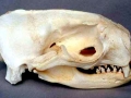 Northern Fur Seal