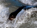 Northern Fur Seal