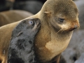 Northern Fur Seal