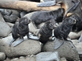 Northern Fur Seal