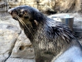 Northern Fur Seal